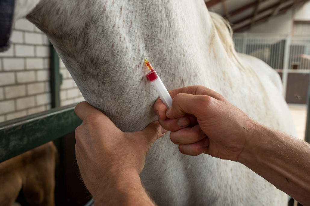 Pen Wilbertoord bloedonderzoek paard