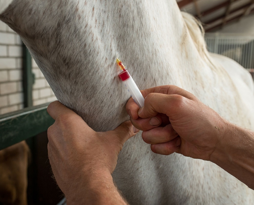 Pen Wilbertoord bloedonderzoek paard